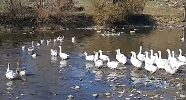 Kars'ta Kazlar Kesim Öncesi Derelerde Yüzdürülüyor
