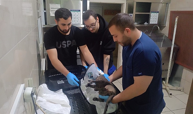 KAÜ Hayvan Hastanesinde hayvanlara insani müdahale