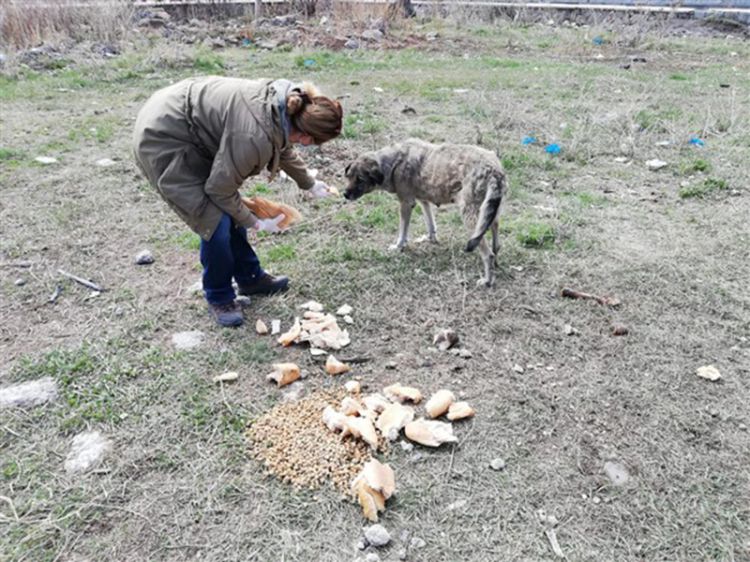 Kars’ta sokak hayvanları ihmal edilmiyor