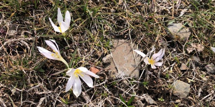 Kars’ta baharın müjdecisi kardelenler çiçek açtı