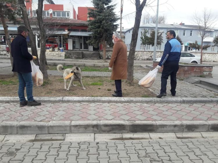 Başkan Altay, sokak hayvanlarını unutmadı