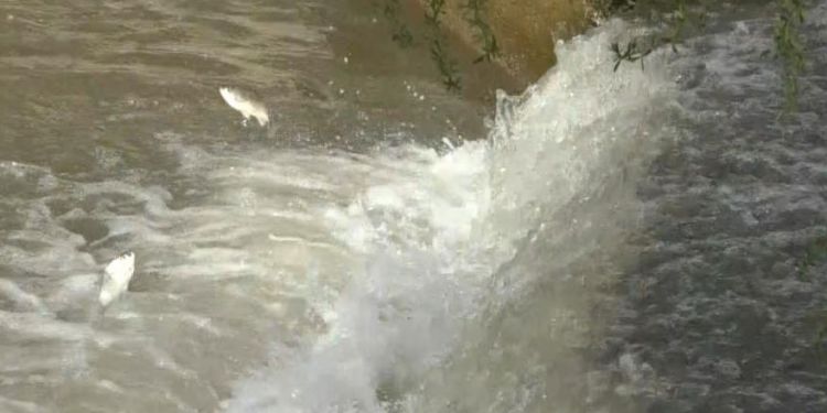 Kars’ta, balıkların ‘ölüm’ göçü başladı