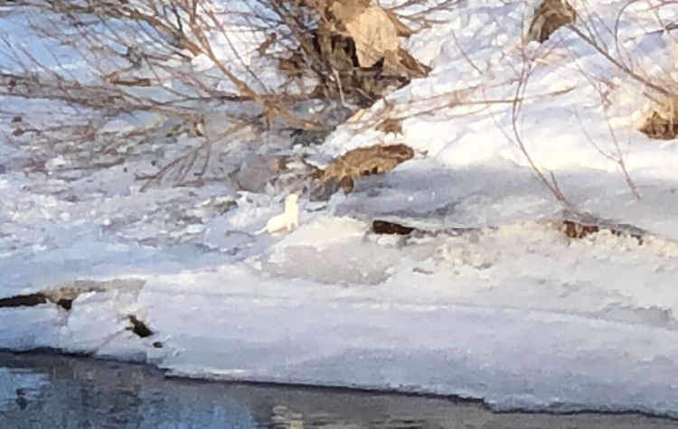 Beyaz gelincik Kars’ta görüntülendi