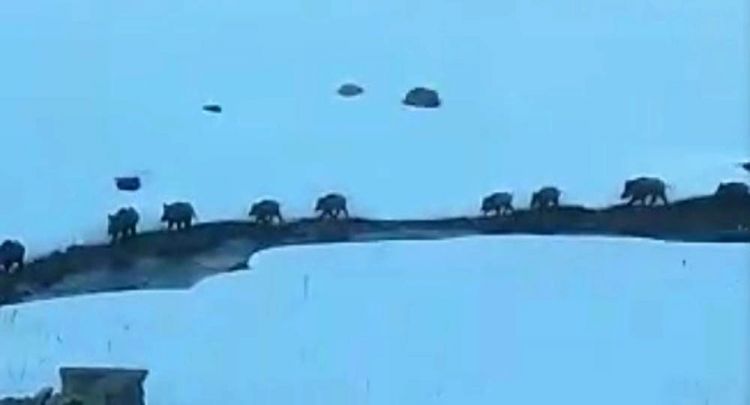 Sarıkamış’ta köye domuz sürüsü indi